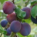 Marjories Seedling Plum (C5), Eating + Cooking, Fruits Mid Sept, Supplied Height 1.5m-2.0m, 2-3 Years Old, 7-12L pot, SELF FERTILE + LARGE HARVEST + FREE UK DELIVERY + 100% TREE WARRANTY